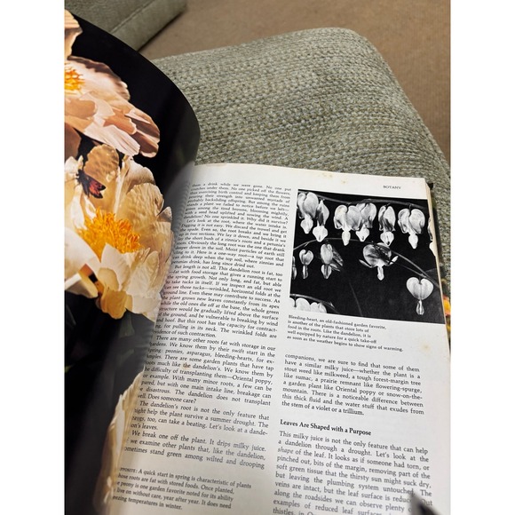 Good Housekeeping Illustrated Encyclopedia of Gardening 3 - Picture 8 of 9